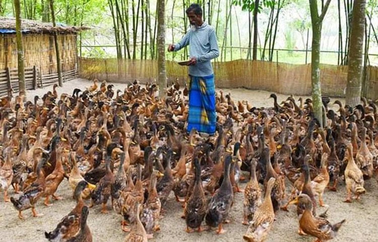 হাঁস পালন করেই তাদের সংসারে এসেছে স্বচ্ছলতা
