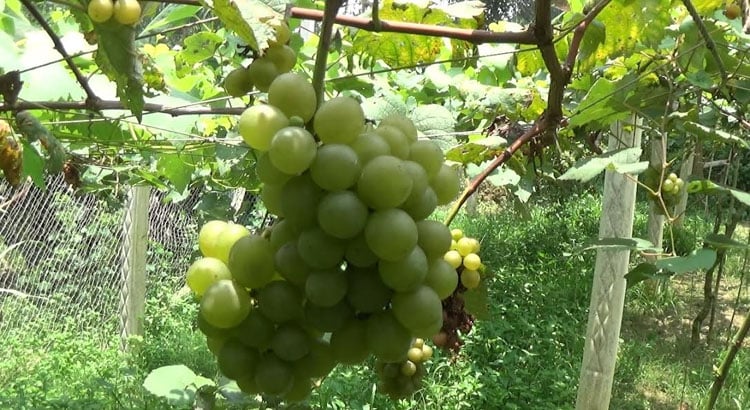 আঙ্গুর চাষে বাজিমাত জাহিদুলের