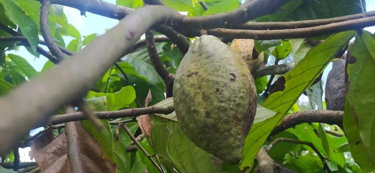 শেরপুরে চাষ হচ্ছে বিদেশি ফল কোকোয়া