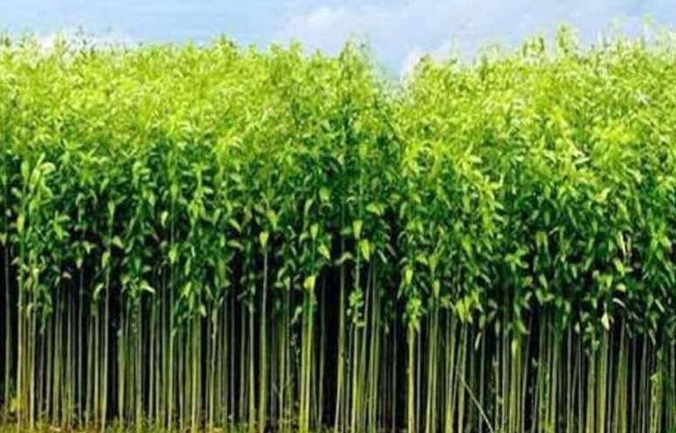 ব্রাহ্মণবাড়িয়ায় এবার পাট উৎপাদনে বাম্পার ফলন