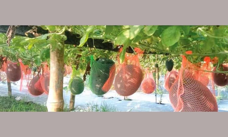 গ্রীষ্মকালীন তরমুজ চাষে ছয় কৃষকের সাফল্য