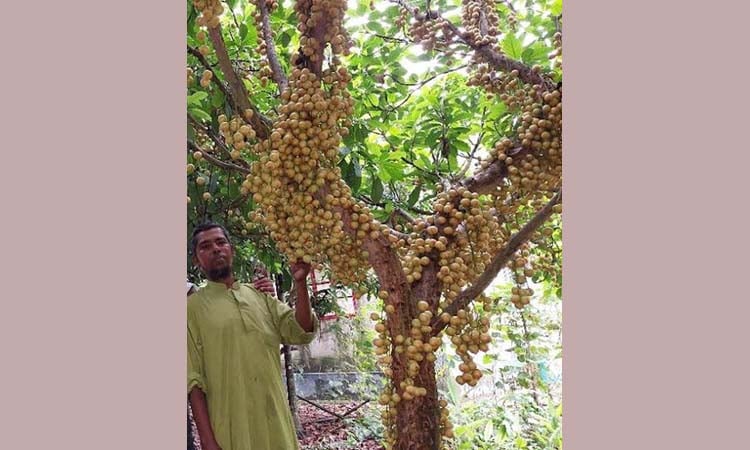 পাহাড়ে বাড়ছে লটকন চাষ: কৃষকেরা লাভবান