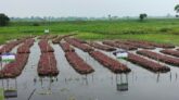 জলাবদ্ধ অনাবাদি জমিতে ভাসমান কৃষির আবাদ বাড়ছে