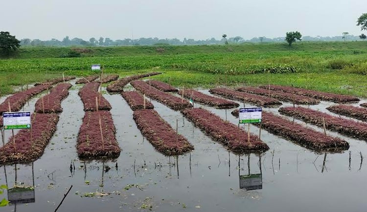 জলাবদ্ধ অনাবাদি জমিতে ভাসমান কৃষির আবাদ বাড়ছে