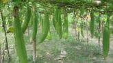 ধুন্দল চাষে লাভবান চাষিরা