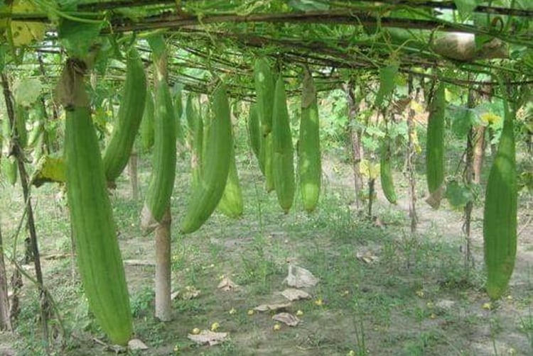 ধুন্দল চাষে লাভবান চাষিরা