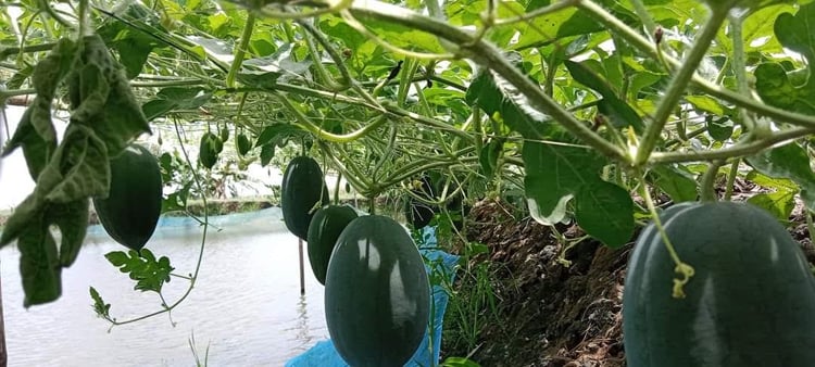 গোপালগঞ্জে অসময়ের তরমুজ চাষ বাড়ছে
