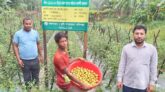 গ্রাফটিং পদ্ধতিতে গ্রীষ্মকালীন টমেটো চাষে কৃষকদের সফলতা