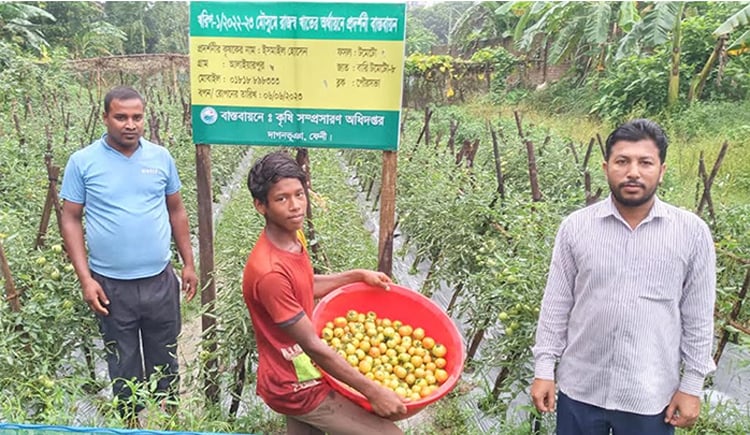 গ্রাফটিং পদ্ধতিতে গ্রীষ্মকালীন টমেটো চাষে কৃষকদের সফলতা