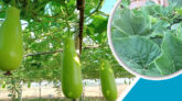 কখন লাউ চাষ করবেন?