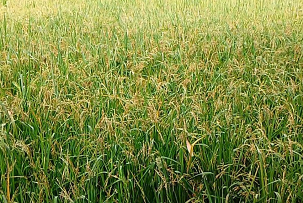 আউশের মৌসুমে বোরো ধানের আবাদ!