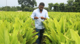 হলুদ চাষে ৫০ লাখ টাকা লাভের আশা রবিউলের