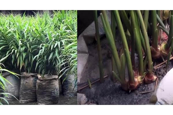 বাড়ির আঙ্গিনায় আদা চাষ করে সফলতা
