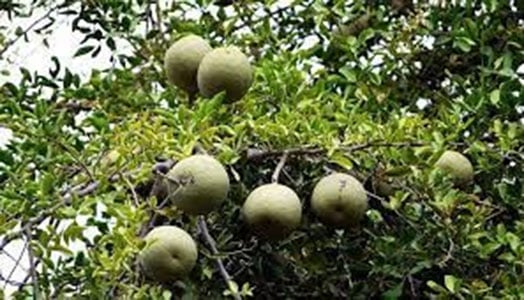 কদবেল ও কমলা বাগান করে খোরশেদের সাফল্য