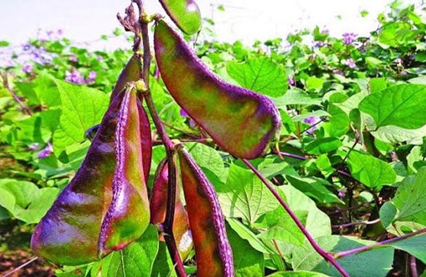 রূপবান শিম এখন বাজারে: কৃষকের মুখে রাঙা হাঁসি