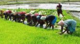 যশোরে কৃষি প্রণোদনা পেয়ে ফসল উৎপাদনে আগ্রহ বাড়ছে কৃষকদের