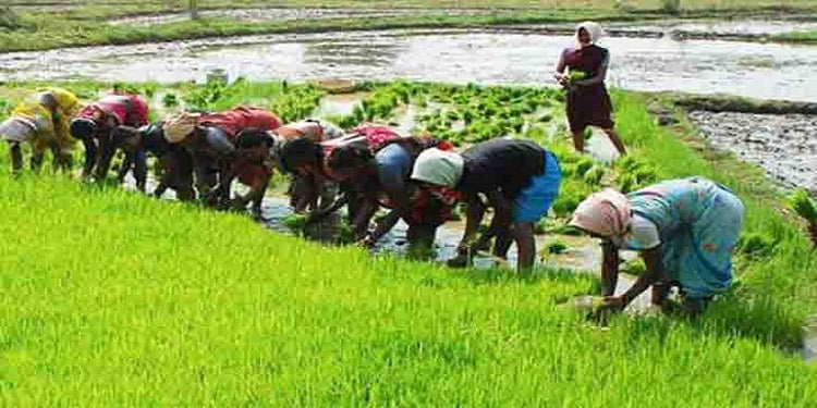 যশোরে কৃষি প্রণোদনা পেয়ে ফসল উৎপাদনে আগ্রহ বাড়ছে কৃষকদের