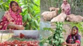 আধুনিক প্রযুক্তি ব্যবহারে বাড়ছে শাকসবজি আবাদ