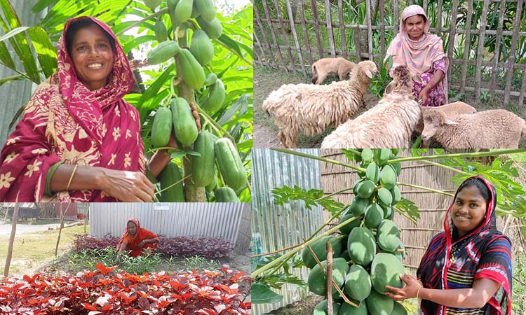 আধুনিক প্রযুক্তি ব্যবহারে বাড়ছে শাকসবজি আবাদ