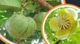 বর্ষায় শোভা পাচ্ছে চালতা ফুল