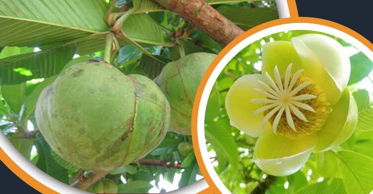 বর্ষায় শোভা পাচ্ছে চালতা ফুল