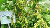 উচ্চফলনশীল সয়াবিনের নতুন জাত