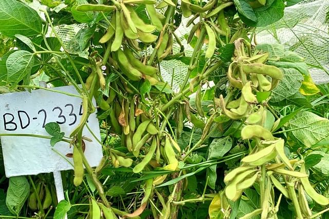 উচ্চফলনশীল সয়াবিনের নতুন জাত