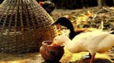 হাঁসের খাবার কেমন হওয়া উচিত?