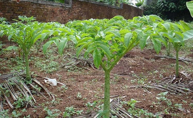বৃদ্ধি পাচ্ছে লাভজনক কন্দাল ফসলের আবাদ
