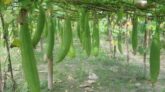 কুমিল্লায় ধুন্দল চাষে লাভবান কৃষক