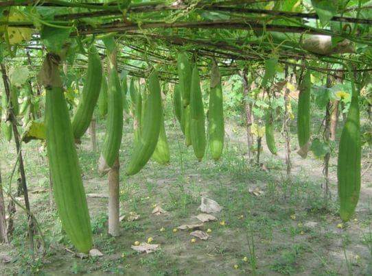 কুমিল্লায় ধুন্দল চাষে লাভবান কৃষক