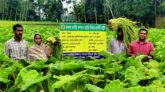 টাঙ্গাইলে কচুলতি চাষে ঝুঁকছেন কৃষকরা
