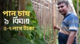 আধুনিক পান চাষ পদ্ধতি ও কৌশল । কৃষিবিডি
