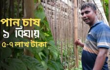 আধুনিক পান চাষ পদ্ধতি ও কৌশল । কৃষিবিডি