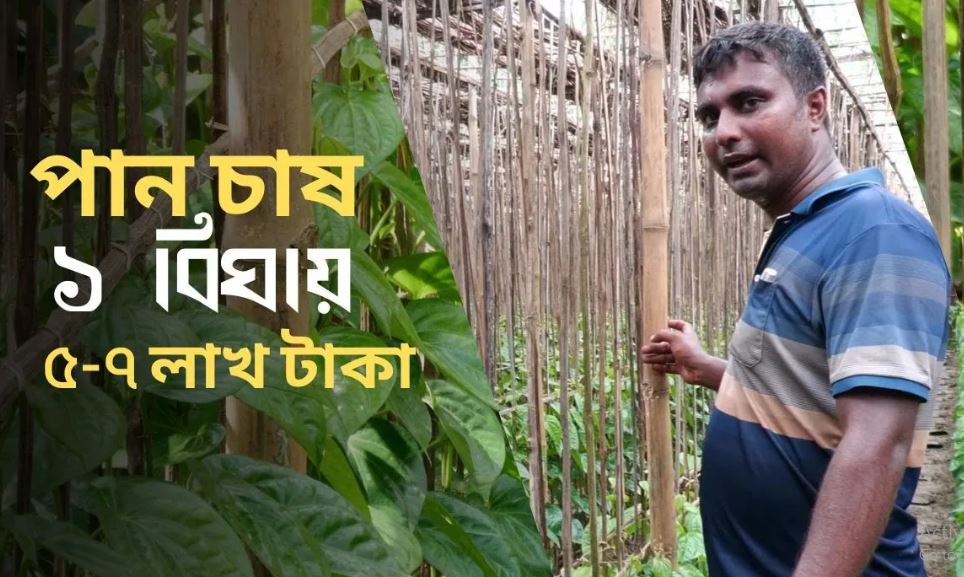 আধুনিক পান চাষ পদ্ধতি ও কৌশল । কৃষিবিডি