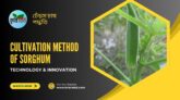 ঢেঁড়স চাষ পদ্ধতি। Cultivation method of sorghum। কৃষিবিডি