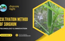 ঢেঁড়স চাষ পদ্ধতি। Cultivation method of sorghum। কৃষিবিডি