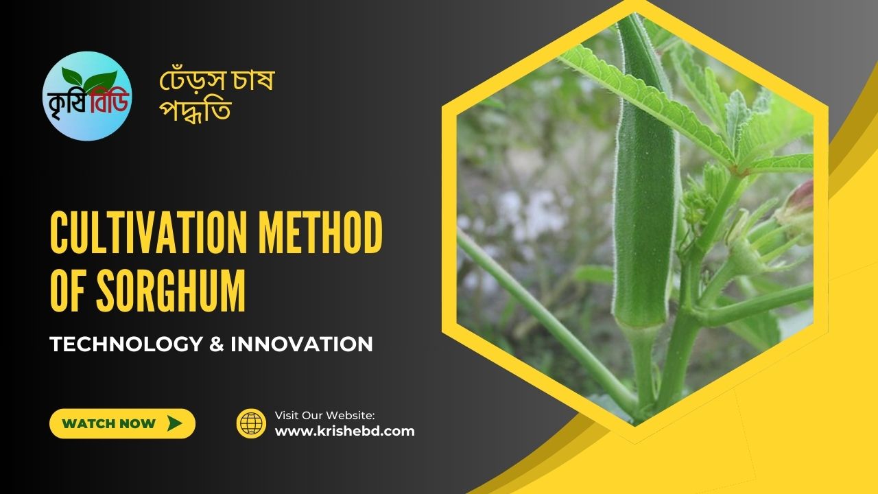 ঢেঁড়স চাষ পদ্ধতি। Cultivation method of sorghum। কৃষিবিডি