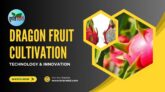 ড্রাগন ফলের চাষ ।। Dragon fruit cultivation ।। Krishebd