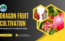 ড্রাগন ফলের চাষ ।। Dragon fruit cultivation ।। Krishebd