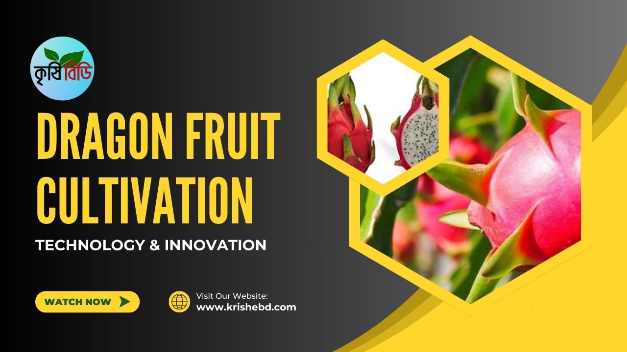 ড্রাগন ফলের চাষ ।। Dragon fruit cultivation ।। Krishebd