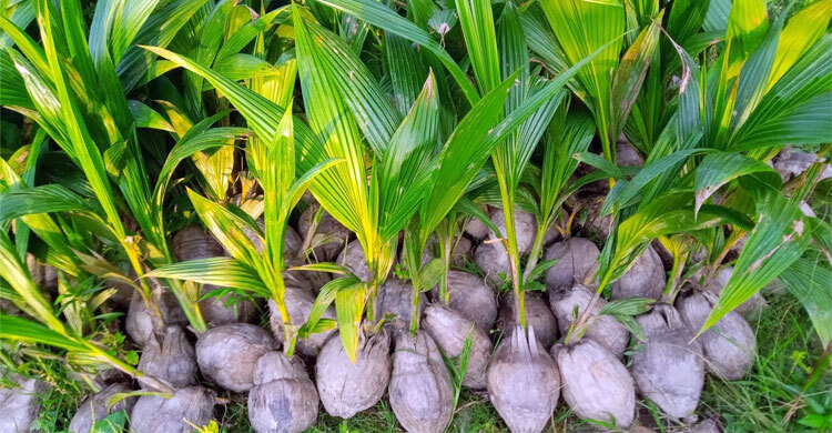 নারিকেল গাছ রোপণ ও পরিচর্যায় করণীয়