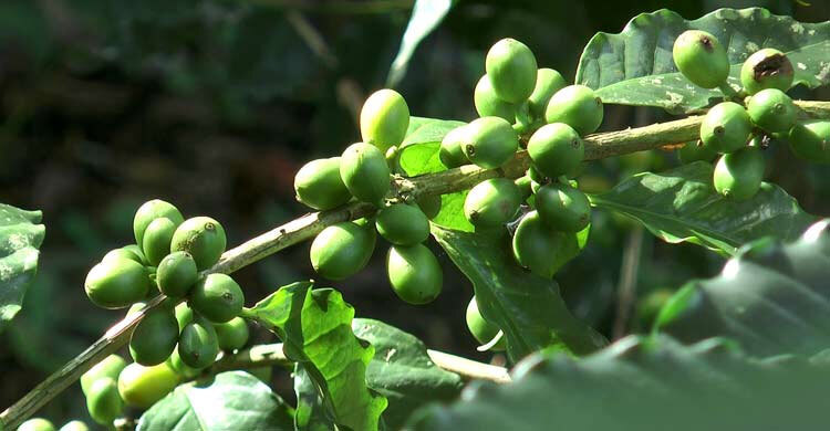 কফি চাষে সফলতার হাতছানি