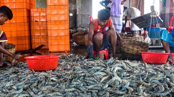এআই প্রযুক্তি ব্যবহার করে চিংড়ি চাষ