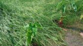 টানা বৃষ্টিতে ক্ষতির মুখে জমির ফসল