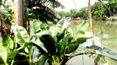 কলার গুচ্ছমাথা রোগ ও প্রতিকার