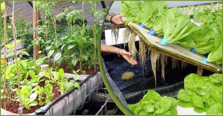 কৃষিকাজে অ্যাকোয়াপনিক্স পদ্ধতি