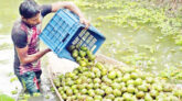 বিদেশে যাচ্ছে ঝালকাঠির আমড়া