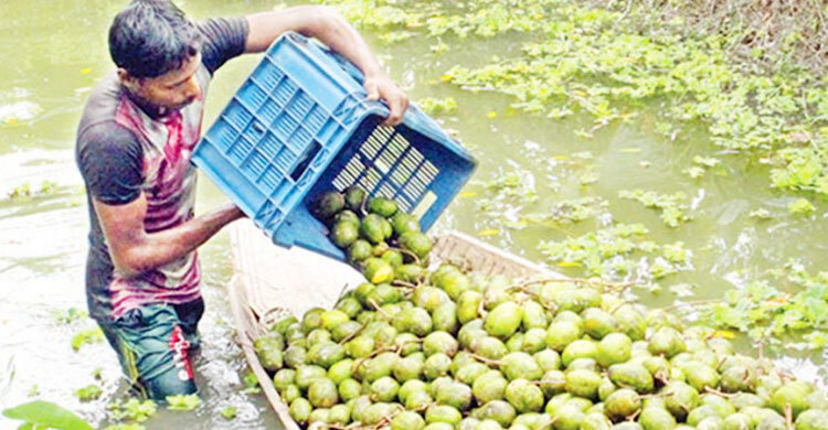 বিদেশে যাচ্ছে ঝালকাঠির আমড়া