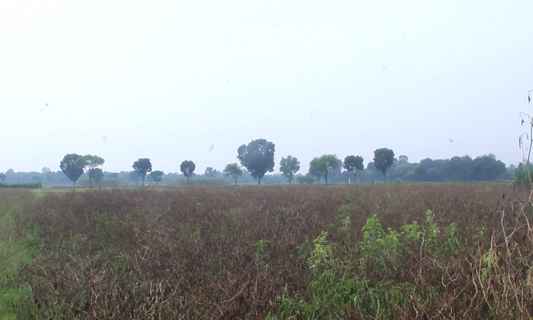 দৌলতপুরে কয়েক হাজার হেক্টর জমির ফসল নষ্ট